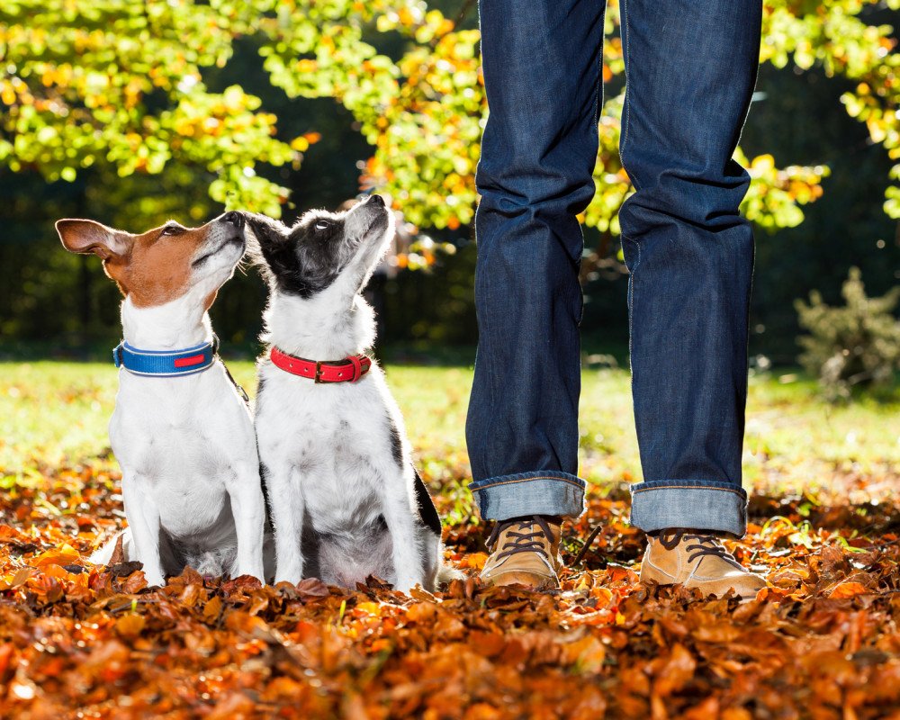 dogs and owner